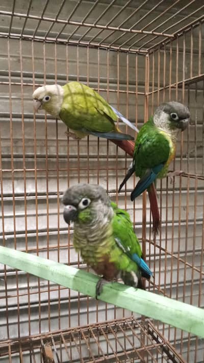 Friday offer plum head pair final 12k green chick conure handtame3 20k