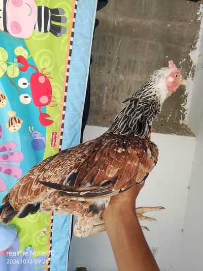 Aseel Cheena With 6 Chicks of 2 months 4 male and 2 female 3 p