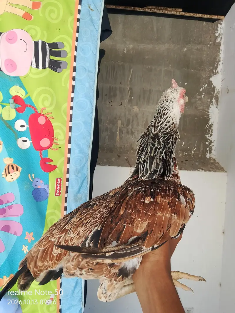 Aseel Cheena With 6 Chicks of 2 months 4 male and 2 female 3 p — photo 2