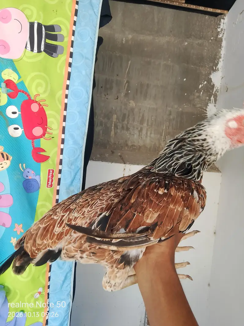 Aseel Cheena With 6 Chicks of 2 months 4 male and 2 female 3 p — photo 3
