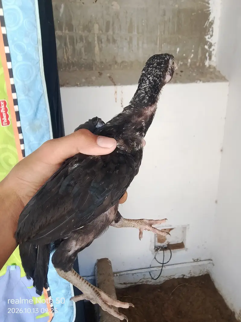 Aseel Cheena With 6 Chicks of 2 months 4 male and 2 female 3 p — photo 4