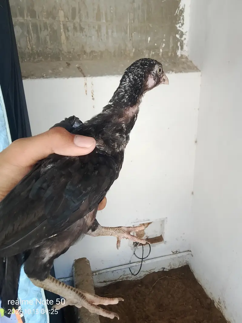 Aseel Cheena With 6 Chicks of 2 months 4 male and 2 female 3 p — photo 5