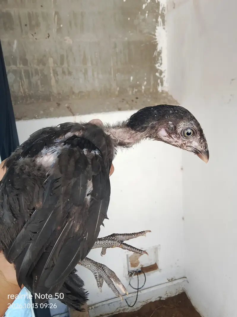 Aseel Cheena With 6 Chicks of 2 months 4 male and 2 female 3 p — photo 6