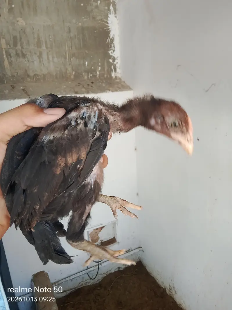 Aseel Cheena With 6 Chicks of 2 months 4 male and 2 female 3 p — photo 7