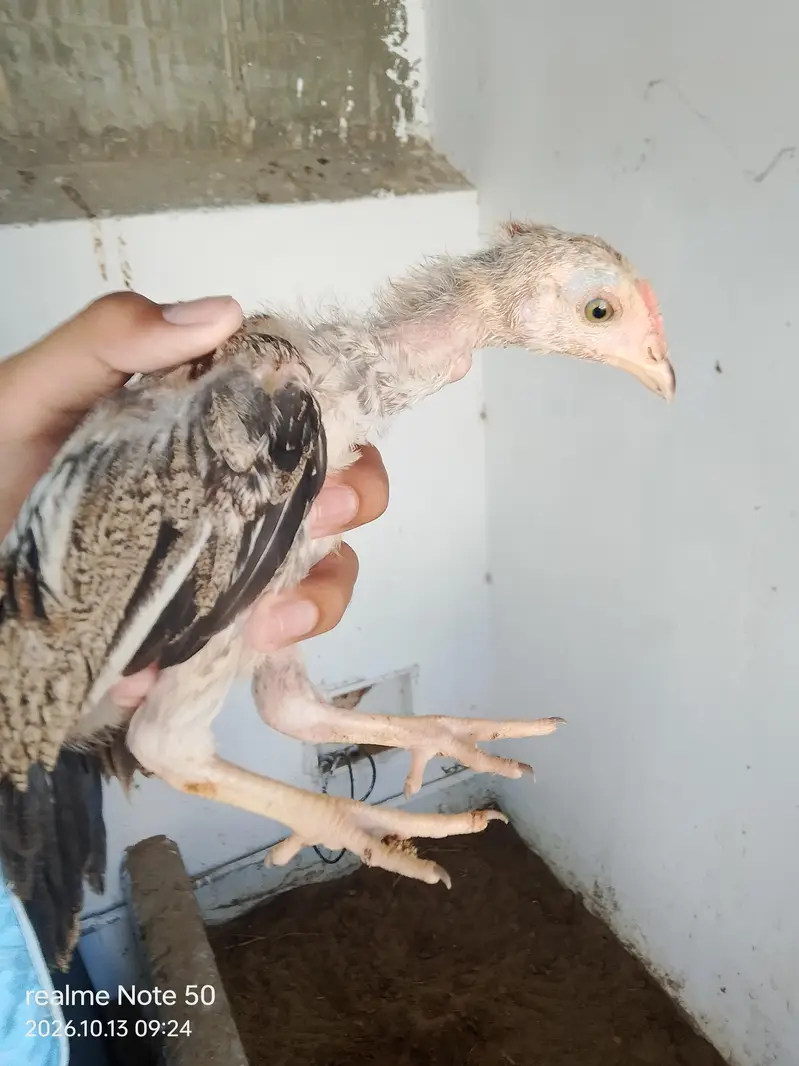 Aseel Cheena With 6 Chicks of 2 months 4 male and 2 female 3 p — photo 8