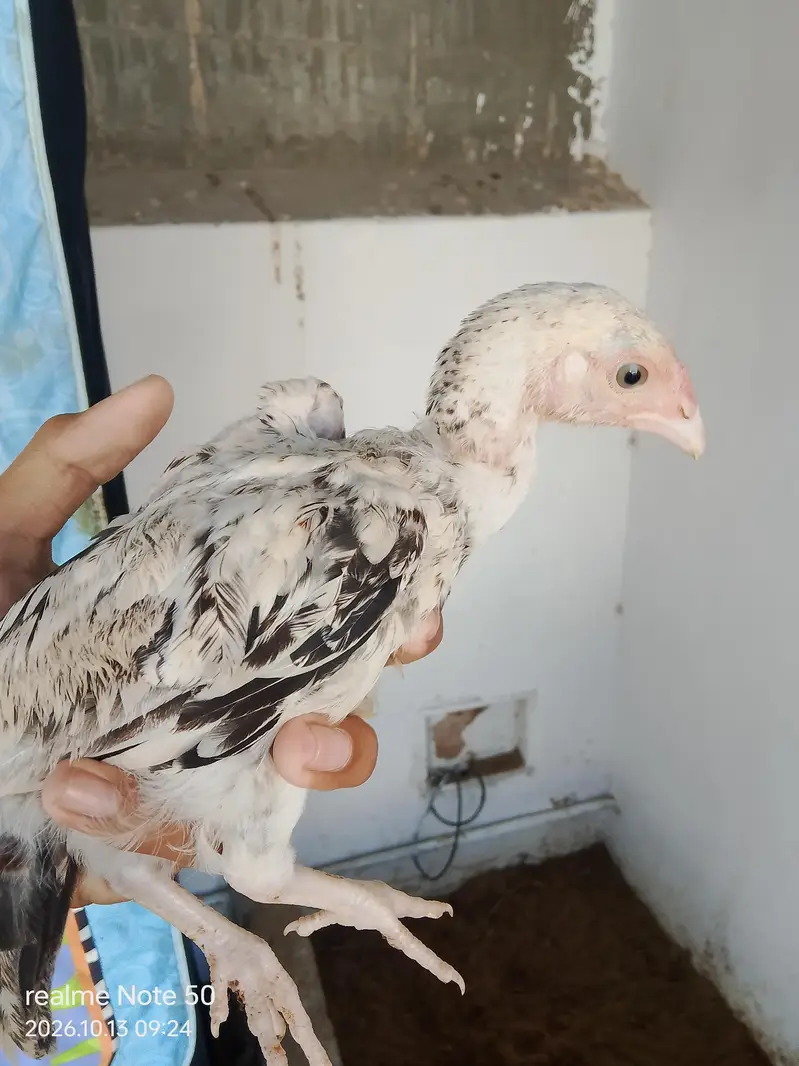 Aseel Cheena With 6 Chicks of 2 months 4 male and 2 female 3 p — photo 9