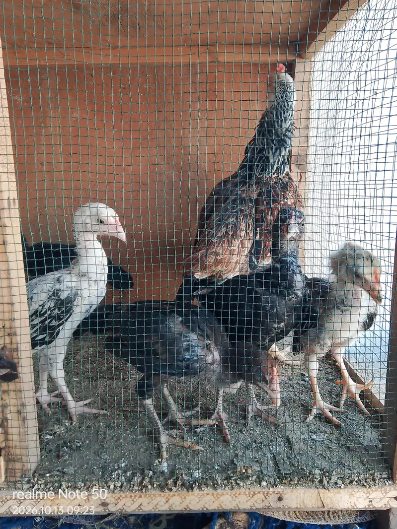 Aseel Cheena With 6 Chicks of 2 months 4 male and 2 female 3 p — photo 10
