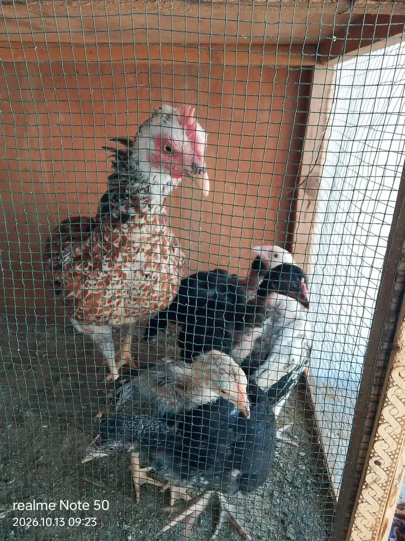 Aseel Cheena With 6 Chicks of 2 months 4 male and 2 female 3 p — photo 11