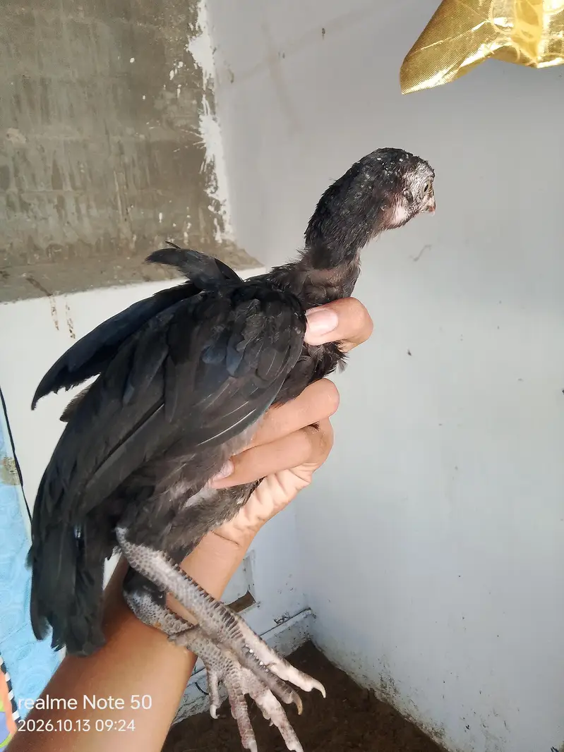 Aseel Cheena With 6 Chicks of 2 months 4 male and 2 female 3 p — photo 12