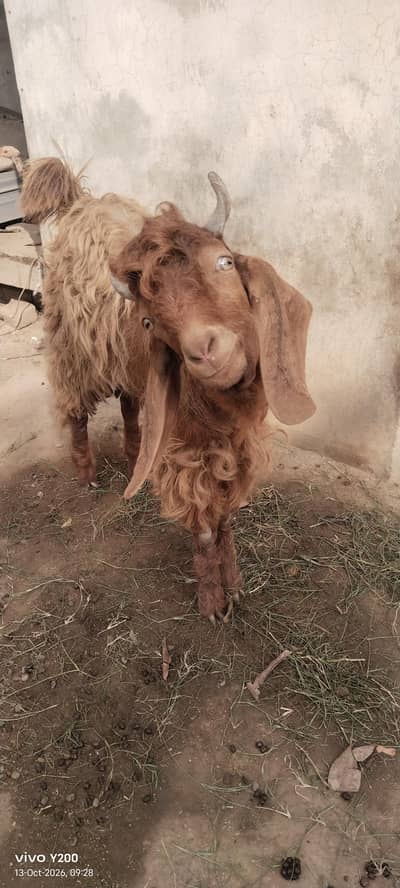 Beautiful Bakra for Qurbani