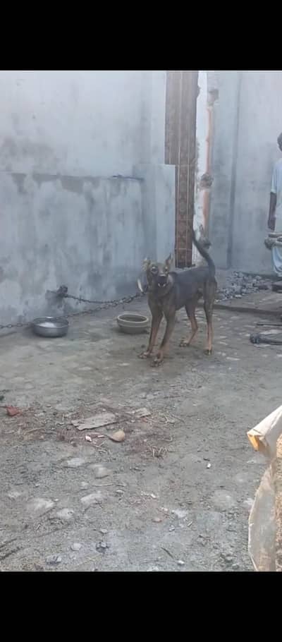 desi pagyari dog baby hai abhe lainy wale rapta kren