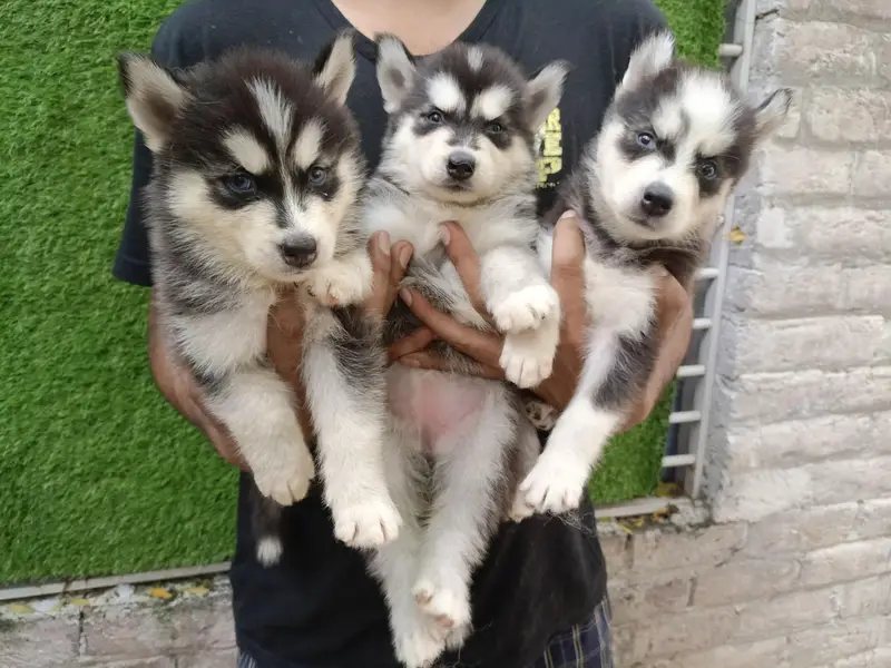 Pure Quality Siberian Husky Puppies For Sale — photo 5