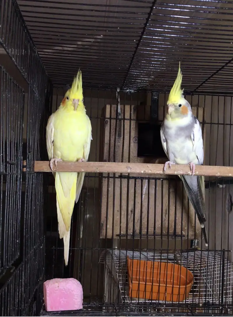 Exibition Coctail Breeder pair — photo 2