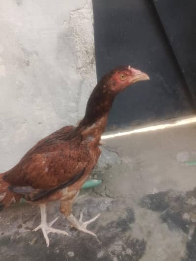 murgi sale