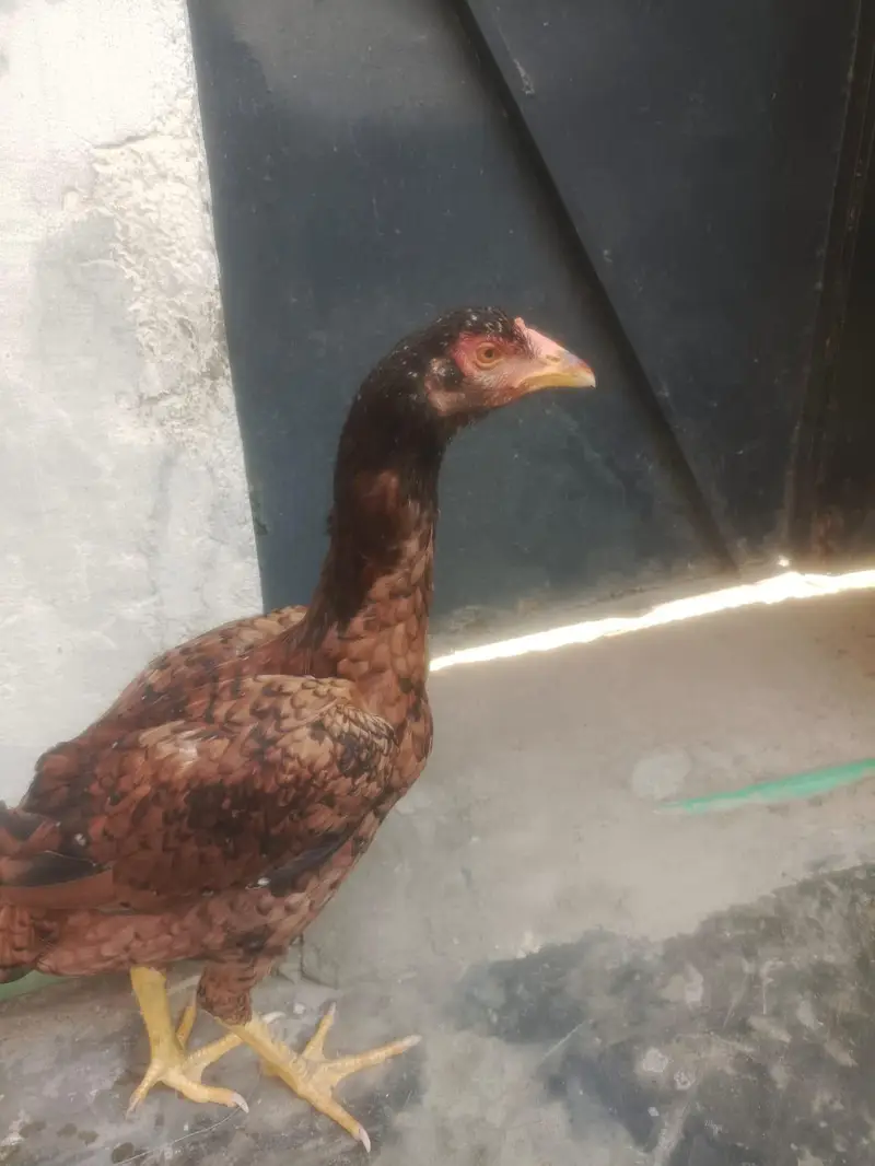 murgi sale — photo 3
