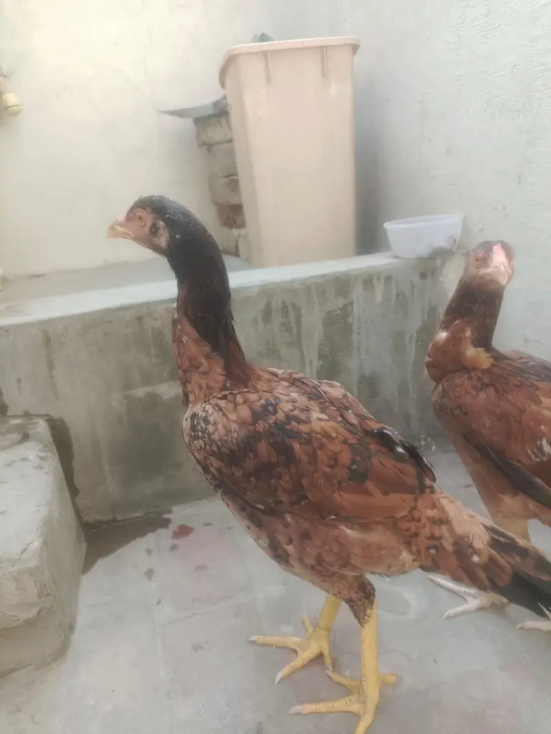 murgi sale — photo 5
