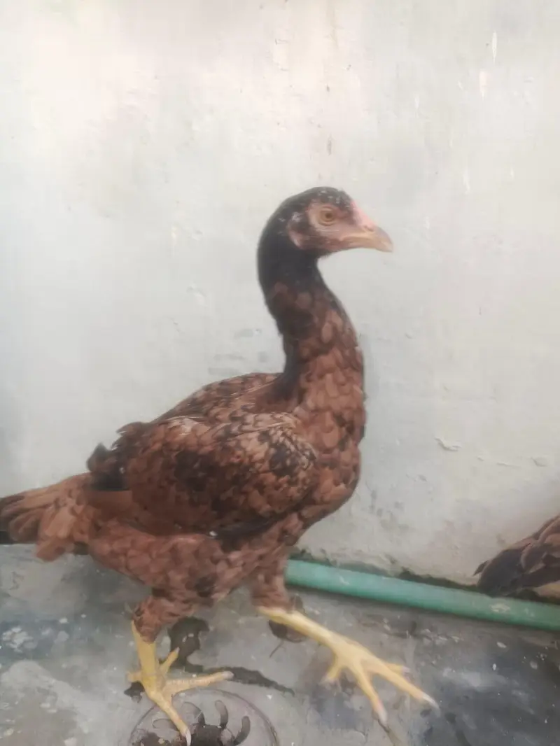murgi sale — photo 6