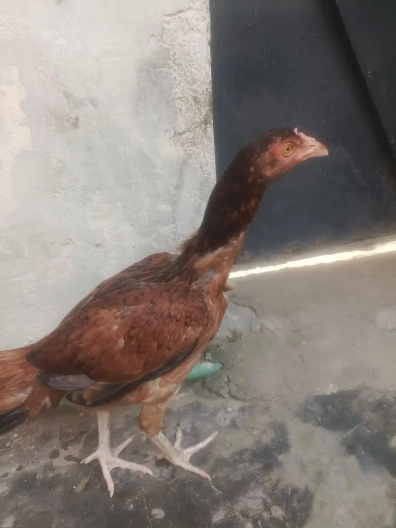murgi sale — photo 7