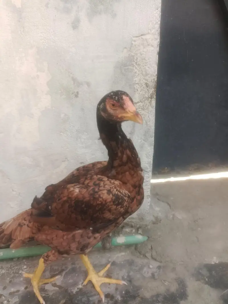 murgi sale — photo 8