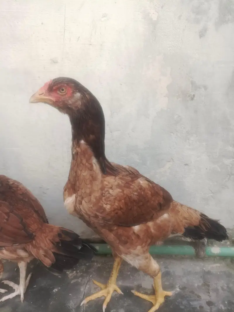 murgi sale — photo 9