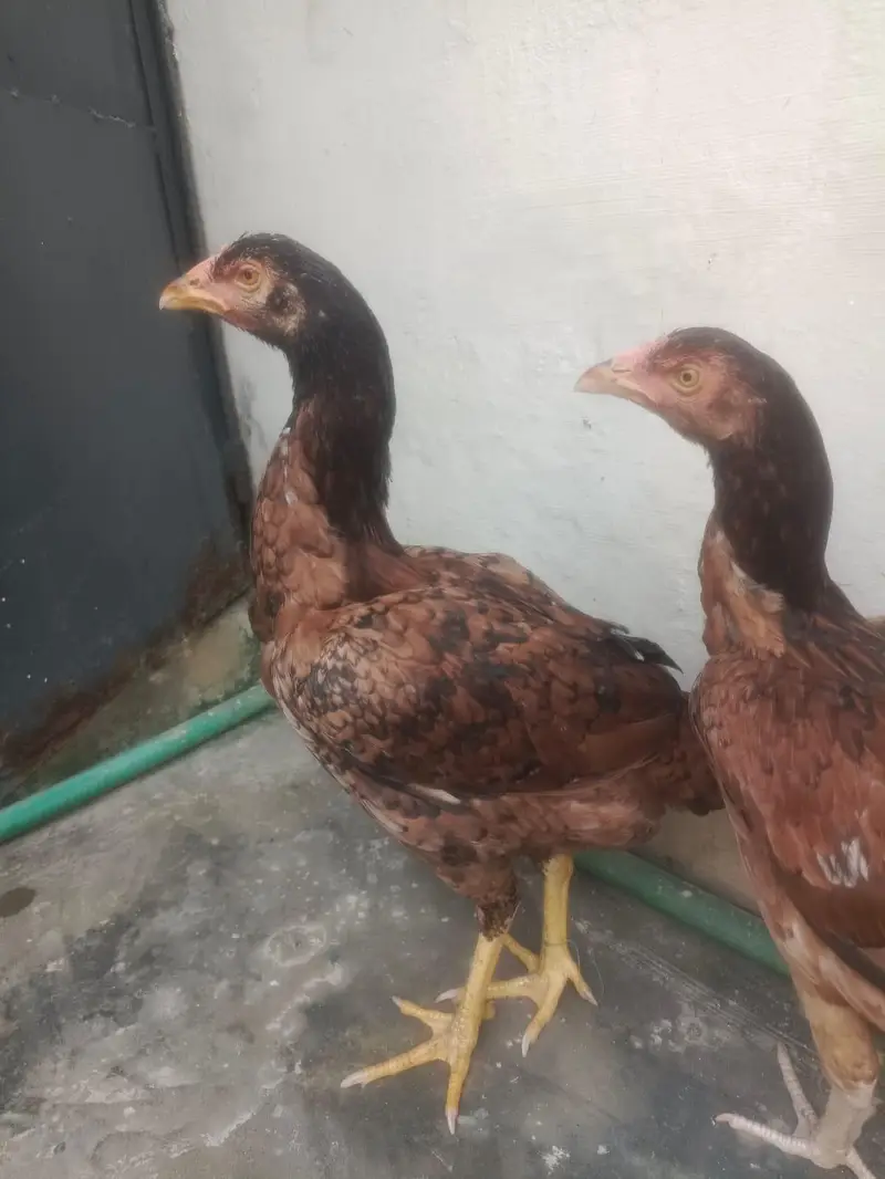 murgi sale — photo 10