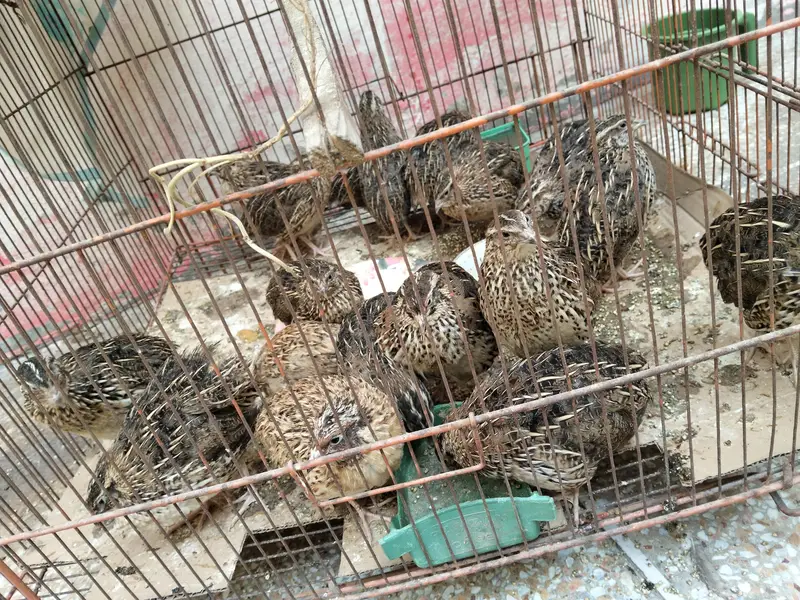 Desi battair — photo 2