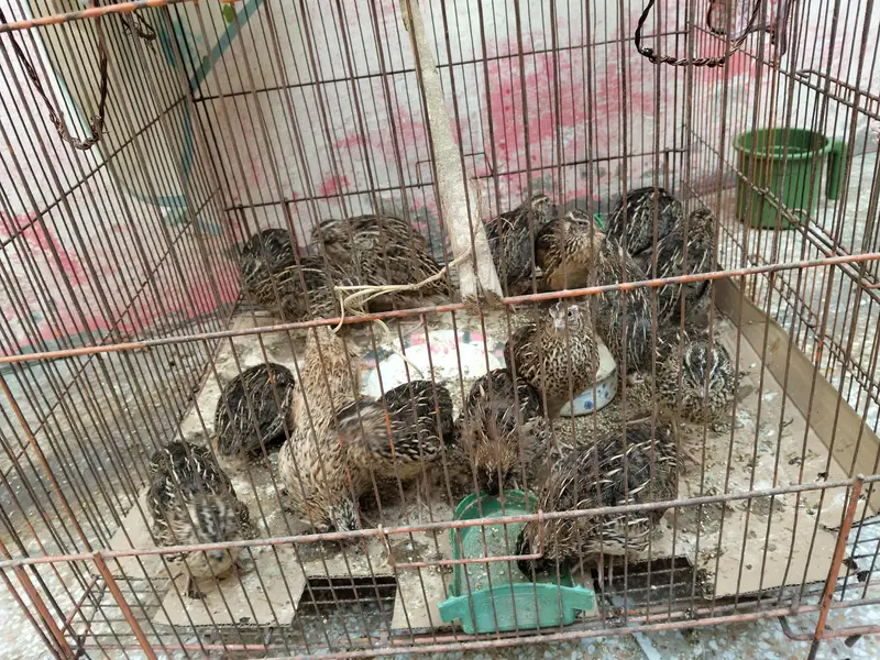 Desi battair — photo 7
