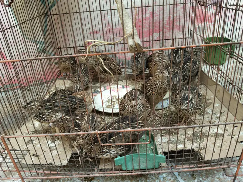Desi battair — photo 8