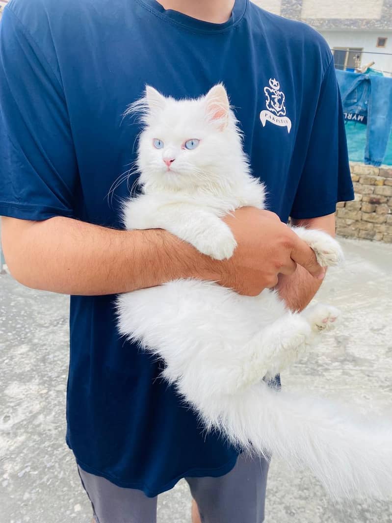 Persian cat 0