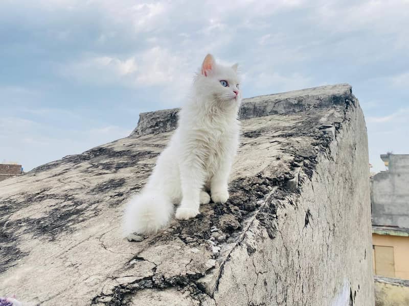 Persian cat 1