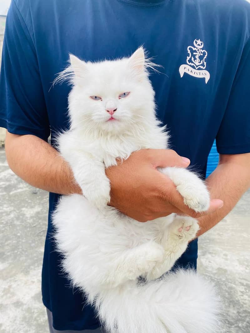 Persian cat 2