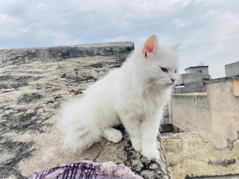 Persian cat 3