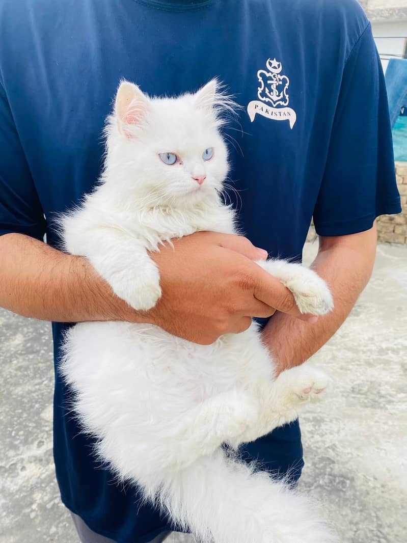 Persian cat 4