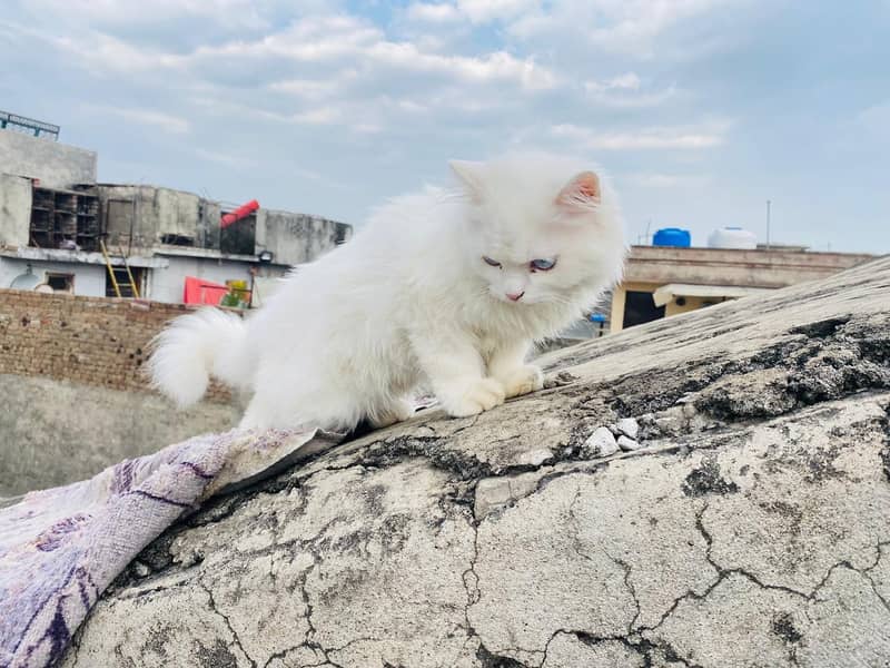 Persian cat 5