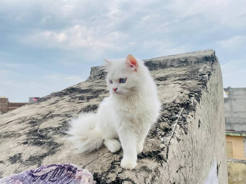Persian cat 6