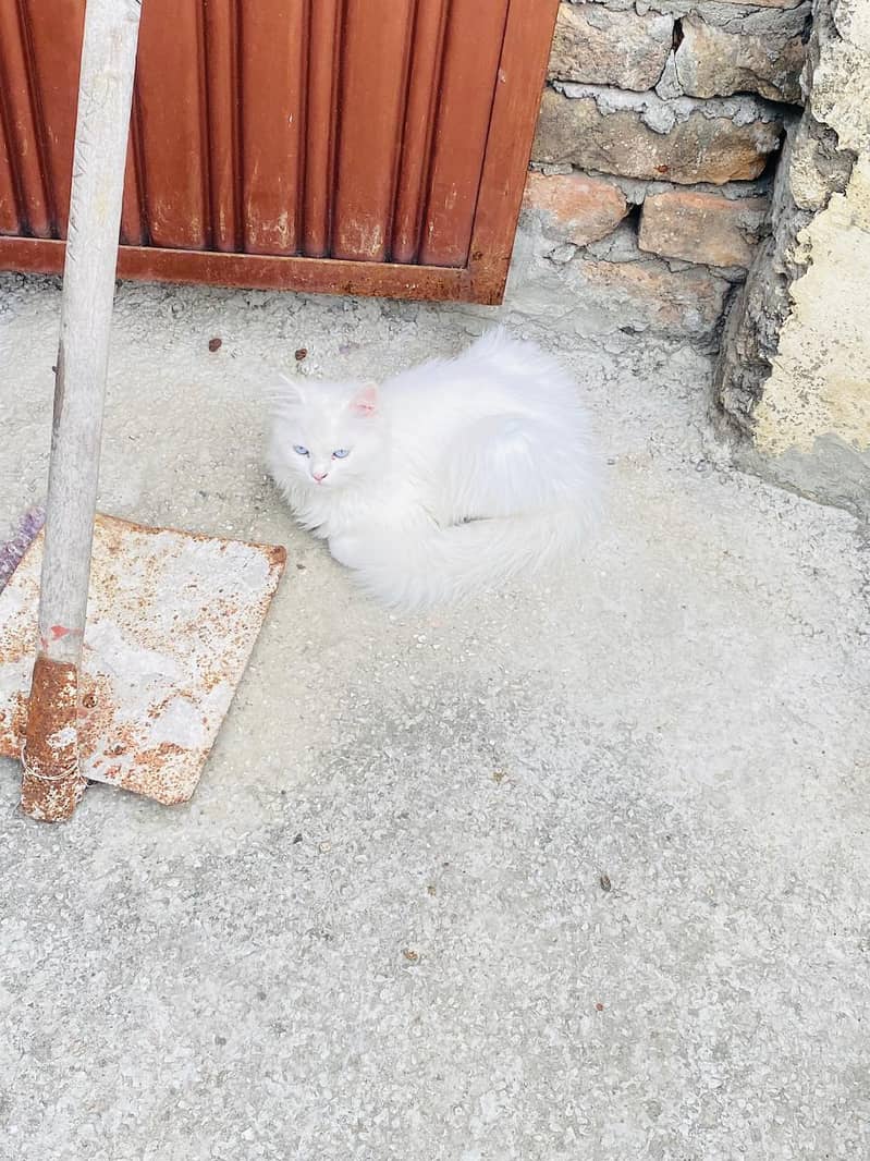 Persian cat 7