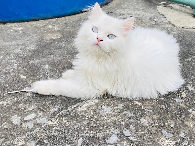 Persian cat 8