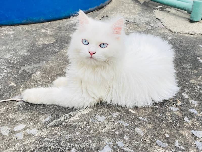 Persian cat 9