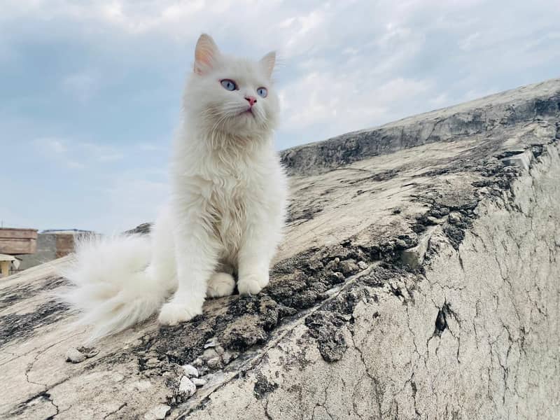 Persian cat 10