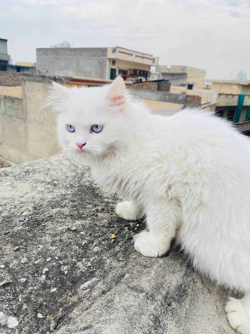 Persian cat 11