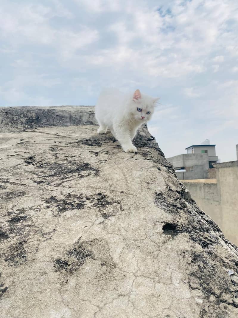 Persian cat 12