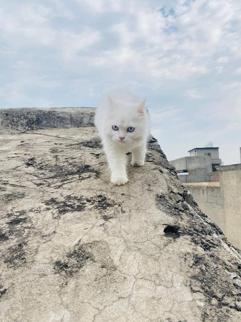 Persian cat 13