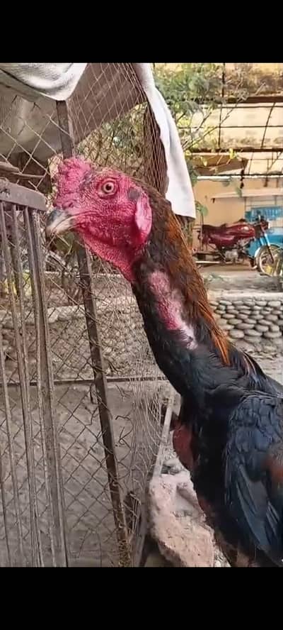 pure pakoya long height permoze High Quality bird