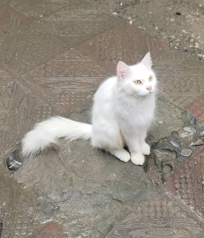 Persian cat female contact (03451859409)