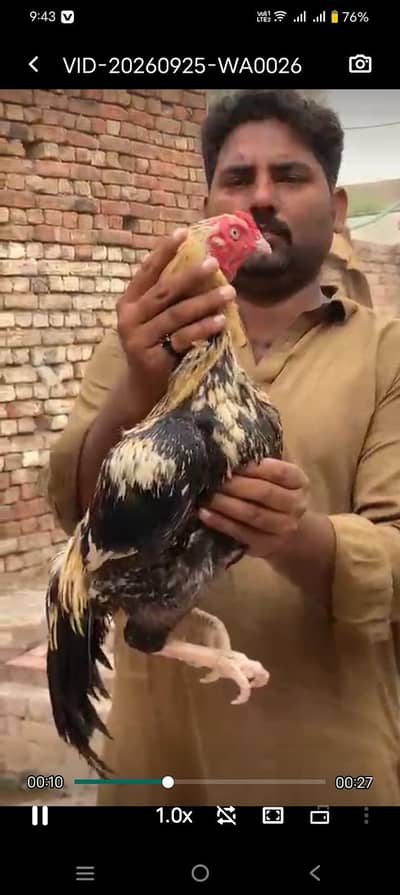 shujabad multan