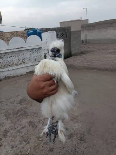 top quality white silkie 1 male and 5 female full set for sale