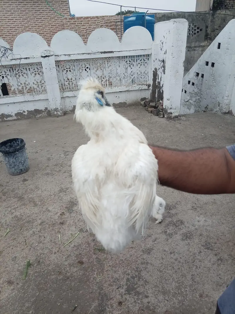 top quality white silkie 1 male and 5 female full set for sale — photo 2
