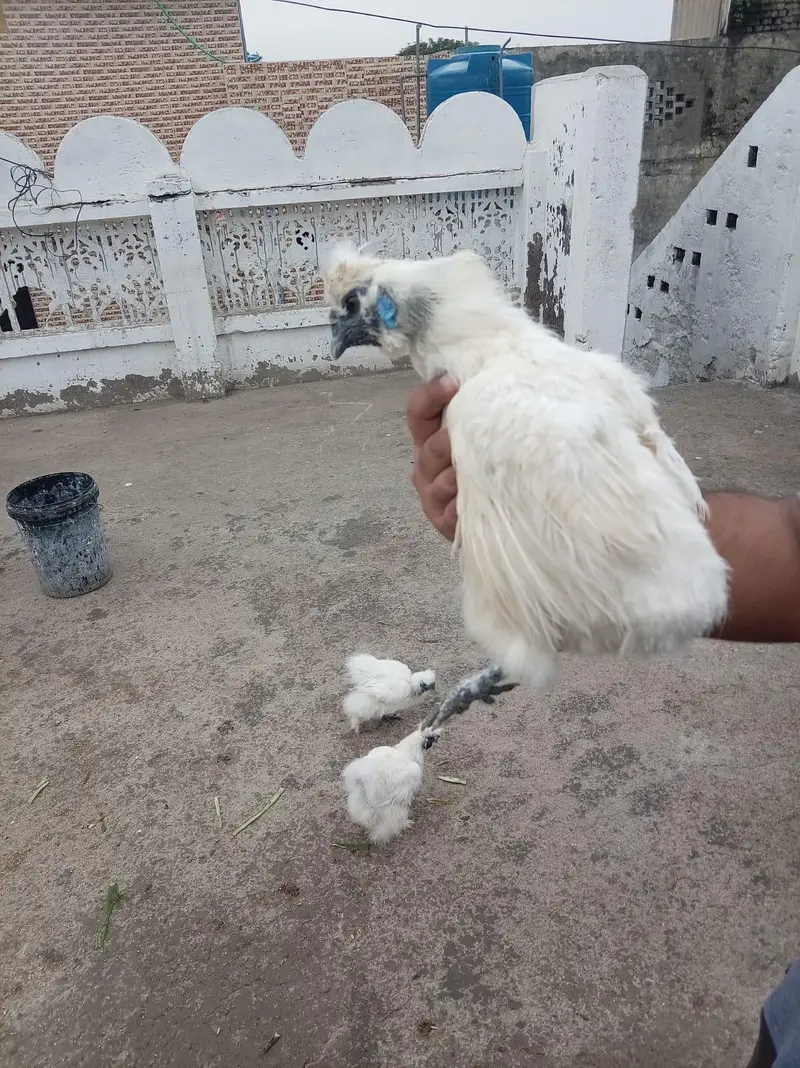 top quality white silkie 1 male and 5 female full set for sale — photo 3