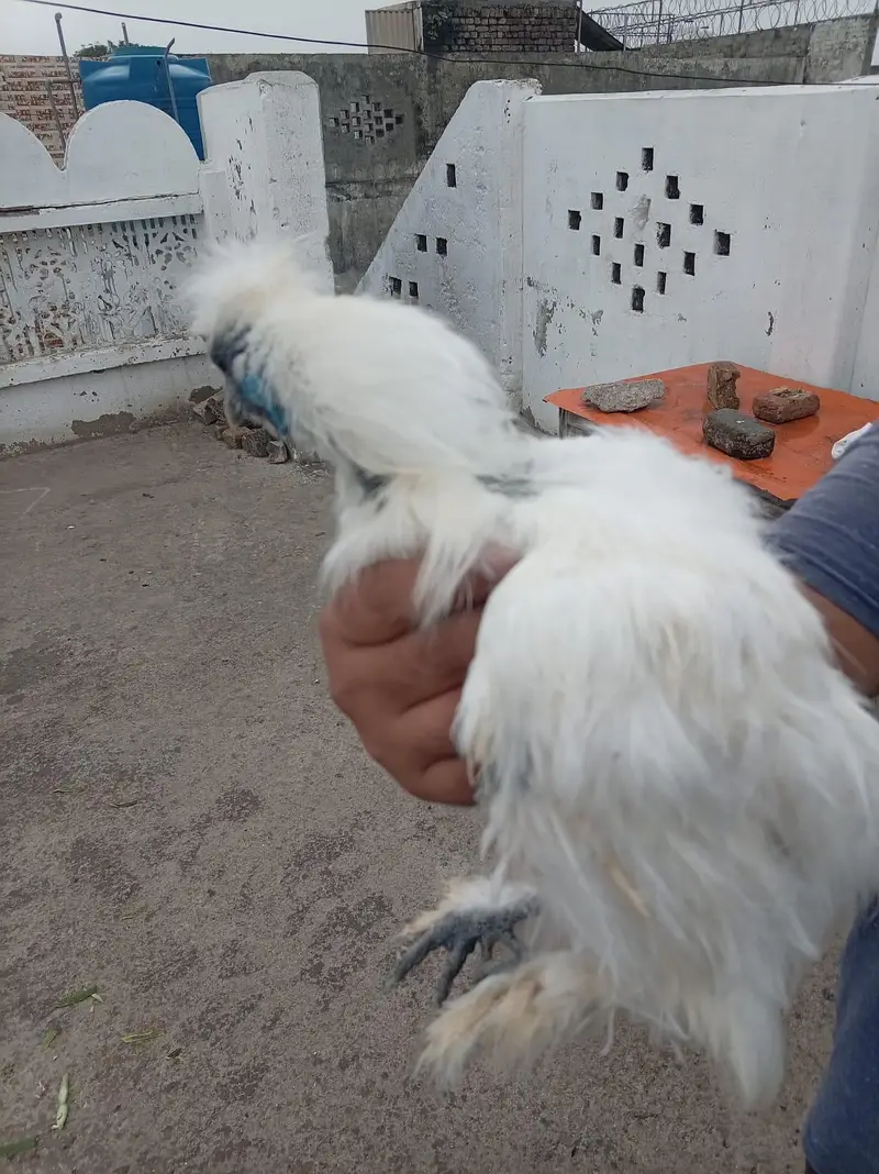 top quality white silkie 1 male and 5 female full set for sale — photo 4