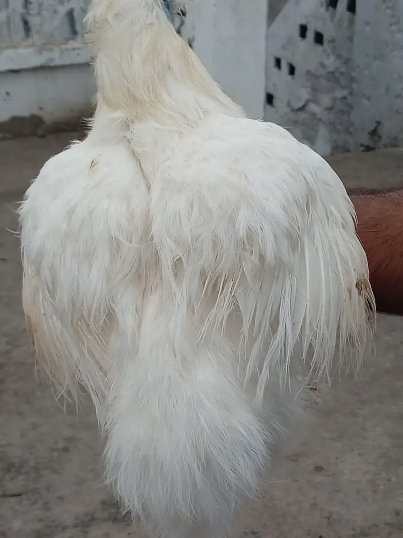 top quality white silkie 1 male and 5 female full set for sale — photo 5